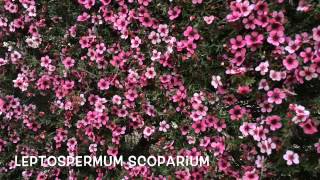 Leptospermum scoparium Garden Center online Costa Brava  Girona [upl. by Loring753]