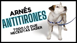 🏅 Arnés AntiTirones para Perros ¡GUÍA PASO A PASO  Easy Walk [upl. by Jobye937]