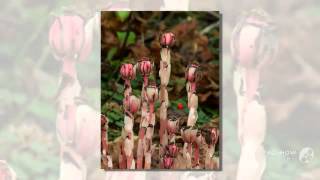 Monotropa uniflora  fungi kingdom [upl. by Cerellia]