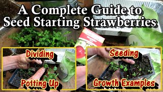 A Complete Strawberry Seed Starting Guide Seeding Growth Examples Potting Up amp Transplanting [upl. by Absalom]