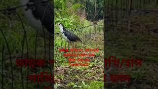 ডাহুক পাখি ধরার ফাদ তৈরীর পদ্ধতি।How to make Gallinule bird trapdahuk pakhir fadজাংগীফাদshort [upl. by Nosyarg]