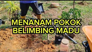 CARA MEMBEKALKAN STOCK AIR UNTUK POKOK BELIMBING [upl. by Namialus]