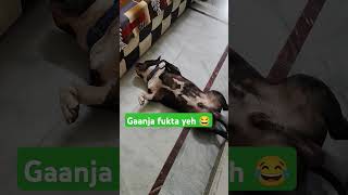 Fook fook le maal fook le 🐕😴😂🤣 doglover funny ytshorts [upl. by Enellij184]