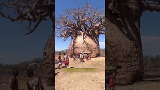 Baobab Water Tree 🌴 [upl. by Nawek]