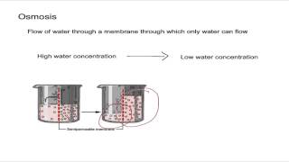 Osmosis and Osmotic Pressure [upl. by Nisay]