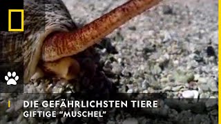 DIE GEFÄHRLICHSTEN TIERE DER WELT  Giftige quotMuschelquot  National Geographic [upl. by Eiboh722]