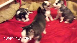 Siberian Husky Puppies Playtime Adorable Puppies For Christmas 2017 [upl. by Forta522]