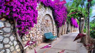 Bougainvillea Nature Flower HD1080p [upl. by Annavas]