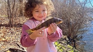 Yellow Perch Spawn has Begun 3324 Long Island Freshwater Fishing [upl. by Vizzone548]