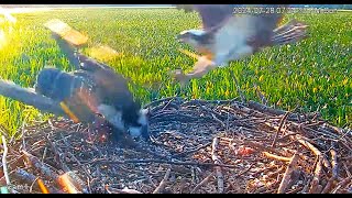 Patuxent River Park Osprey Nest 1  Chick attacked and knocked off the nest 2024 07 28 21 51 58 464 [upl. by Onailime]