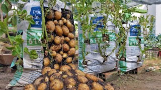 Why do potatoes grow in bags of soil have so many tubers Here is the answer [upl. by Ellinnet]