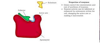 Enzyme structure  Properties of enzymes [upl. by Glen]