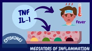 Mediators of inflammation Cytokines [upl. by Khajeh]