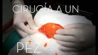 CAP 200 VETERINARIO DE PECES Cirugía a un PEZ koi con un TUMOR Ictiopatología [upl. by Deevan913]