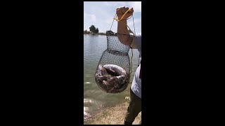 Fishing At Guasti Regional Park [upl. by Ahselyt667]