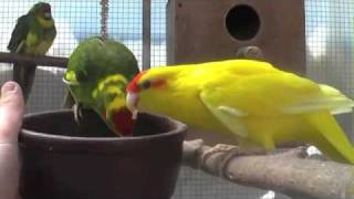 The Kakariki Redcrowned Parakeet a lively and curious bird [upl. by Warfourd]