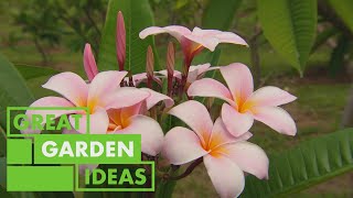 How to Grow Propagate and Graft Frangipanis  GARDEN  Great Home Ideas [upl. by Julie]