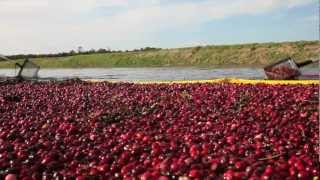 Cranberries La Cosecha Rosa [upl. by Ceevah719]