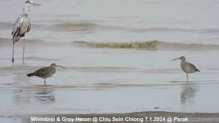 Whimbrel amp Grey Heron  Chiu S C DSCN9458 [upl. by Euqinot481]