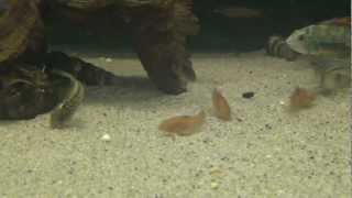 Gold Aspidora and Cory Elegans feeding on live daphnia at Tyne Valley Aquatics [upl. by Eenitsed]