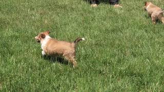 Sheltie Puppies For Sale [upl. by Viddah752]