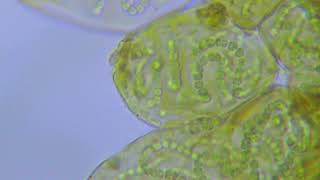 Cyanobacteria Nostoc sp [upl. by Nale]