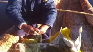 fish of Lake Titicaca [upl. by Semadar]