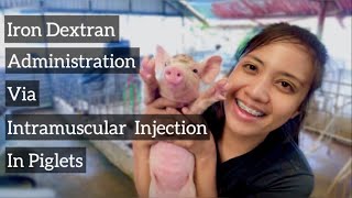 How To Administer Iron Dextran Via Intramuscular Injection To Piglets  Quick Vlog [upl. by Warton]