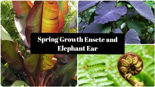 Ensete Maurelli and Elephant Ear Colocasia Growth April Ensete in Spring [upl. by Oihsoy]