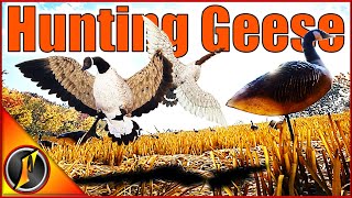 Goose Hunt with the 16 GA 10 GA and 22 Virant [upl. by Odanref]