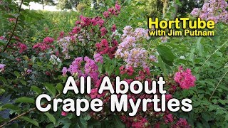 All About Crape Myrtles Growing and Maintaining Crape Myrtles [upl. by Fife618]