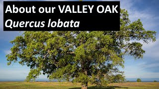 Valley Oak Trees Quercus lobata aka Roble Malibu Creek State Park CA [upl. by Lovato]