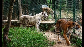 Bannerghatta National ParkAll Animals  Places to Visit B4 you DieMake India TravelBilali Dastaan [upl. by Kazmirci]