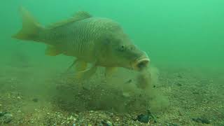 Analyse de CARPE sous leau  Underwater CarpFishing observation Fr [upl. by Lowney214]