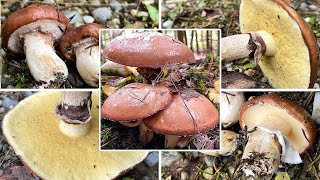 Butterpilz Verwechslung  Butterröhrling Schleimchen Schmierling Kieferling  Suillus luteus [upl. by Anirad]