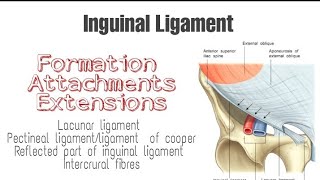 Inguinal ligament  Formation Attachments and Extensions [upl. by Ardme868]