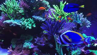 🐟 Coral Reef Aquarium Fish Tank with Water Sound  Tropical Fish Screensaver 10 Hours [upl. by Llenna]