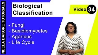 Biological Classification  NEET  Fungi  Basidiomycetes  Agaricus  Life Cycle  Neela Bakore [upl. by Hesler]