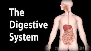 Physiology Basics the Digestive System Animation [upl. by Evin]