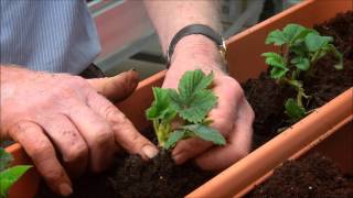 How to Grow Strawberries in a Planter [upl. by Salaidh]