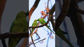 🌿🦜🦜🌿sawn shortvideos song youtubeshorts [upl. by Adnoloy]