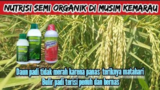 MERAWAT PADI DI MUSIM KEMARAU [upl. by Utir]