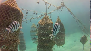 Sponge Farming in Jambiani  The early days [upl. by Adnaerb]