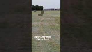 beat quality Rhodes grass ready for delivery [upl. by Aihsotan812]