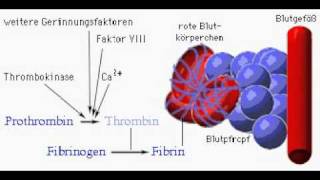 Blutgerinnung Biologie  Klett Lerntraining [upl. by Bronnie]