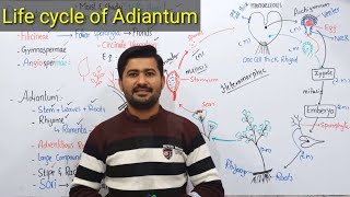 99 General Characters and life cycle of Adiantum  Pteropsida class Filicineae [upl. by Talia]