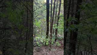 Chickasaw National Recreation Area  Travertine Creek Trail foresthikes rocks moss trees [upl. by Ahsennod]