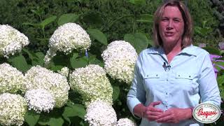 How To Prune Annabelle Hydrangeas [upl. by Afrika232]