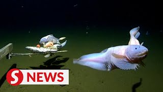 Scientists break record for deepest fish ever caught [upl. by Frager]