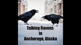 Talking Ravens in Anchorage Alaska [upl. by Borras33]